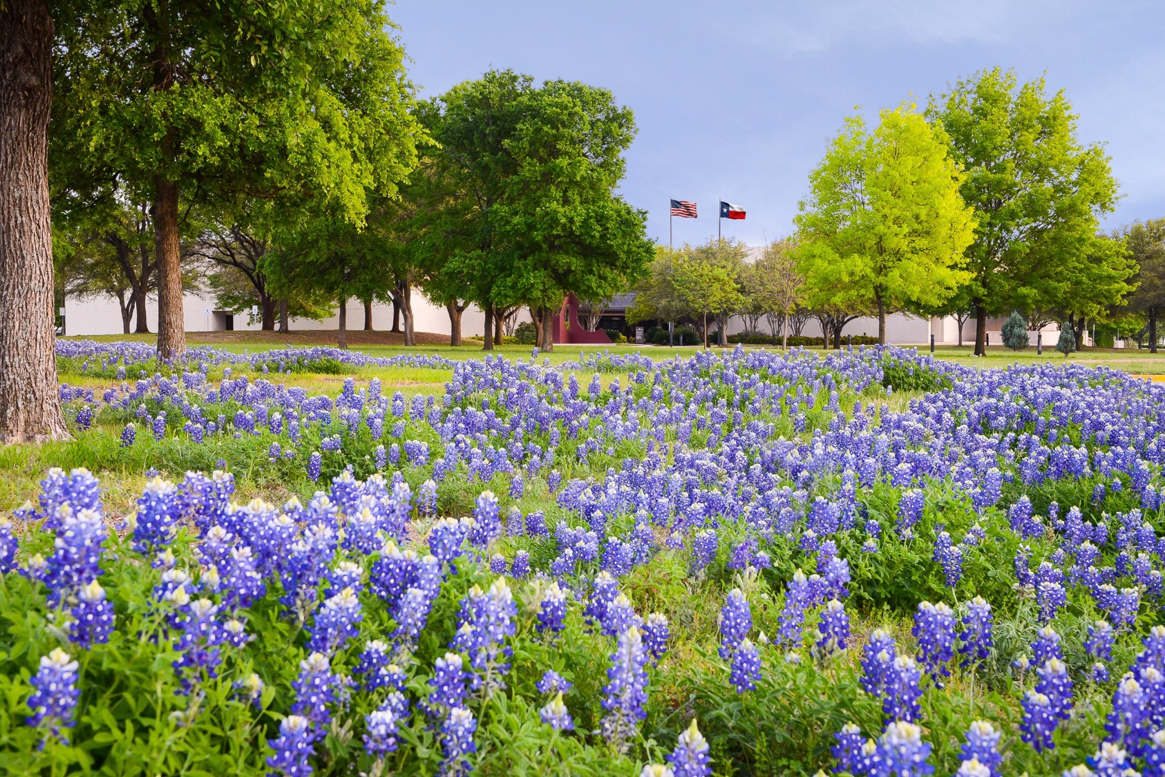 Commons with Bluebonnets