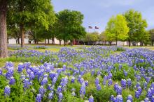 Commons in bloom with Blue bonnets